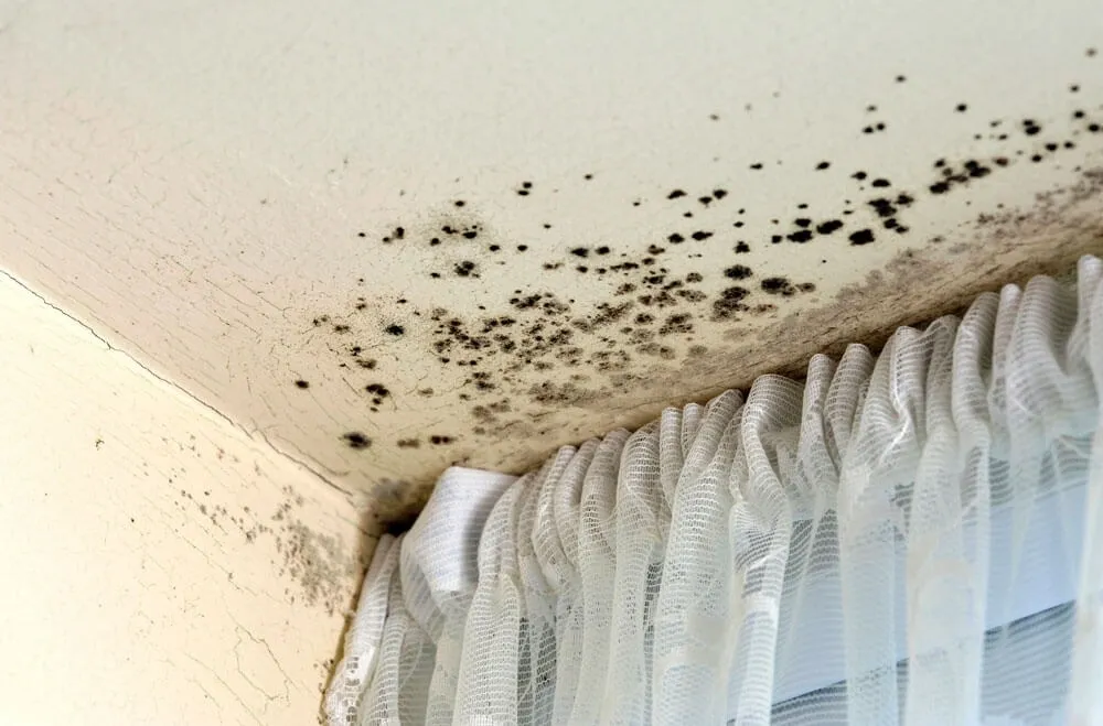 black mould forming on bedroom wall due to excess moisture and poor ventilation