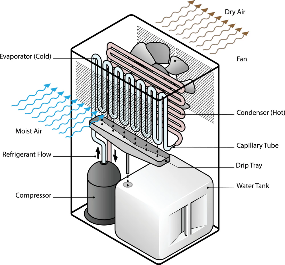 Diagram showing how a compressor dehumidifier works, with moist air passing over a cold evaporator coil where water condenses and collects in the tank.