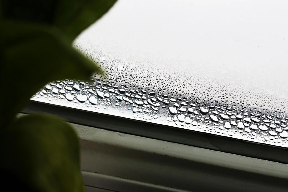 Condensation forming on an interior window due to high indoor humidity
