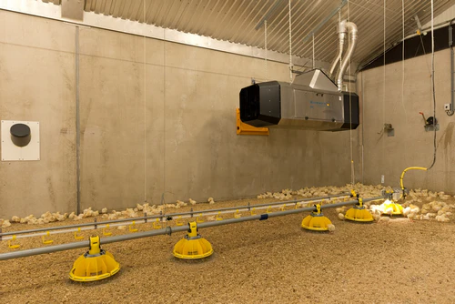 Winterwarm agricultural heater installed in poultry house with chicks and radiant brooders