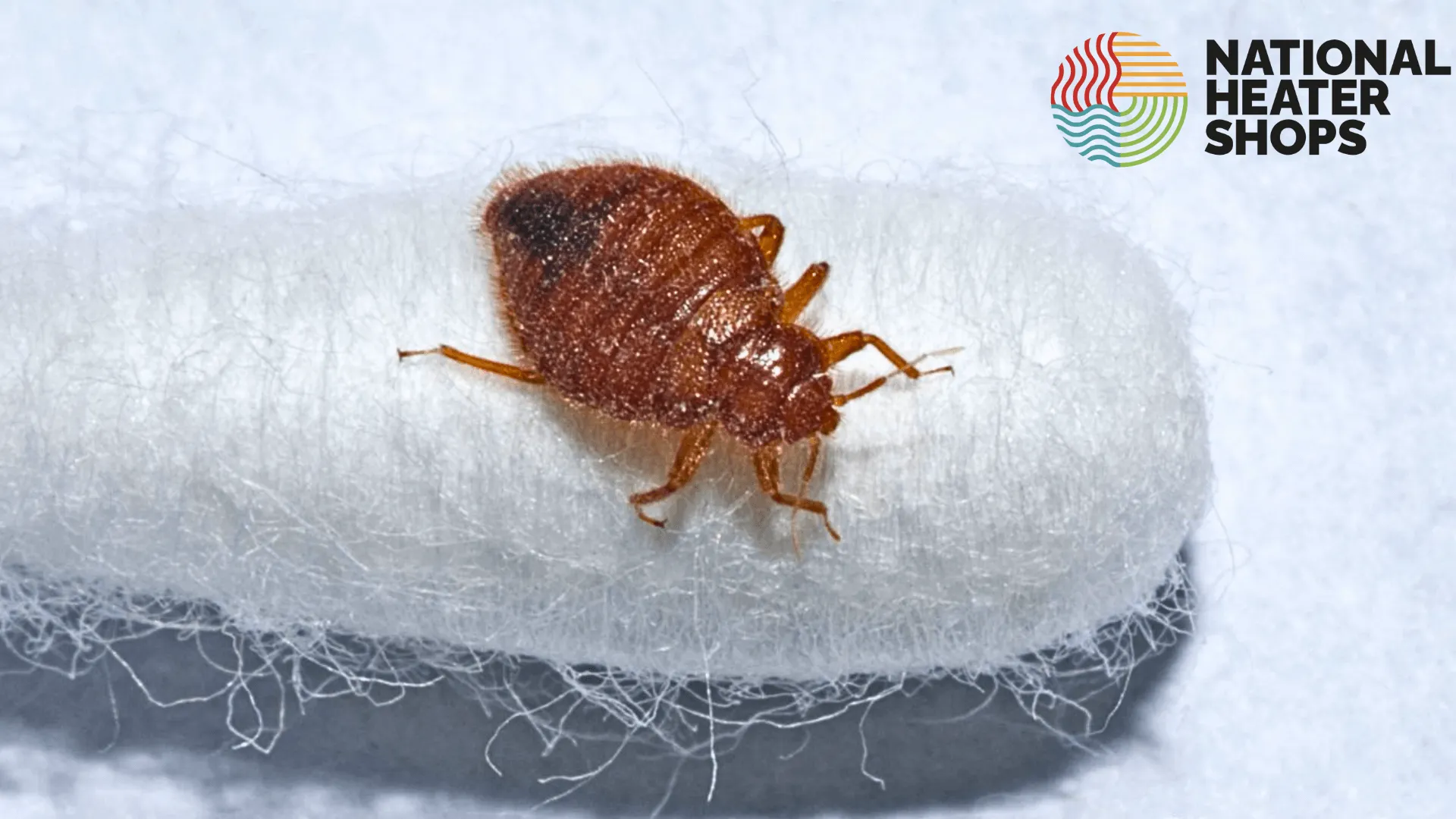a bed bug resting atop of a cotton swab